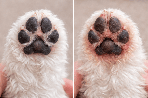 Proč si pes olizuje packy